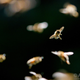 Illustration for article titled This video of a honeybee swarm reveals why humans cant form consensus